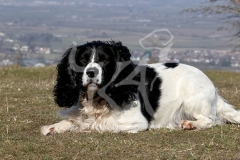 Spaniel - English Springer