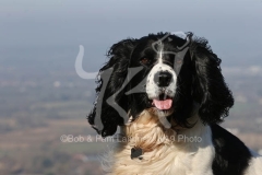 Spaniel - English Springer