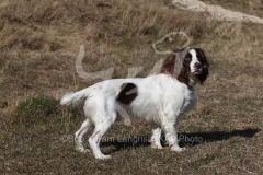 Spaniel - English Springer