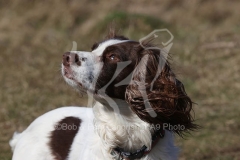 Spaniel - English Springer
