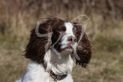 Spaniel - English Springer