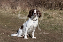 Spaniel - English Springer