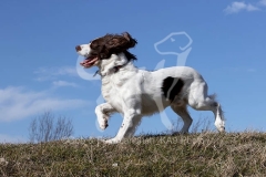 Spaniel - English Springer