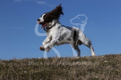 Spaniel - English Springer