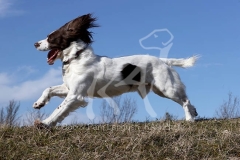 Spaniel - English Springer