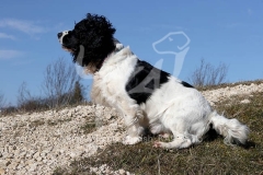 Spaniel - English Springer