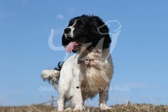 Spaniel - English Springer