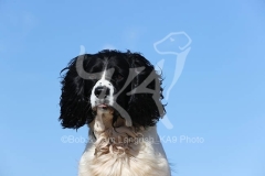 Spaniel - English Springer