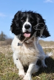 Spaniel - English Springer