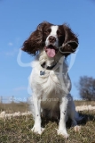 Spaniel - English Springer