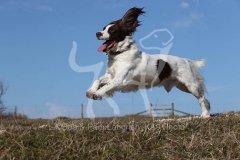 Spaniel - English Springer