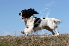 Spaniel - English Springer