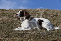 Spaniel - English Springer