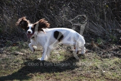 Spaniel - English Springer
