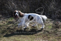 Spaniel - English Springer