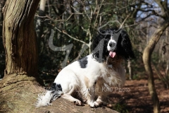 Spaniel - English Springer