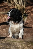 Spaniel - English Springer