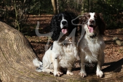 Spaniel - English Springer