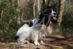 Spaniel - English Springer