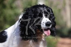 Spaniel - English Springer