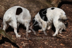 Spaniel - English Springer