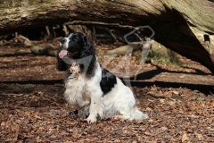 Spaniel - English Springer