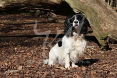 Spaniel - English Springer