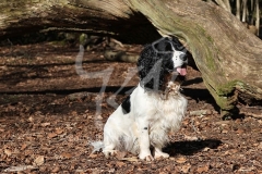 Spaniel - English Springer
