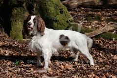 Spaniel - English Springer