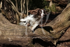 Spaniel - English Springer