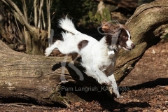 Spaniel - English Springer