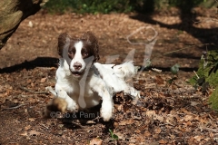 Spaniel - English Springer