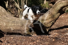 Spaniel - English Springer