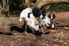 Spaniel - English Springer