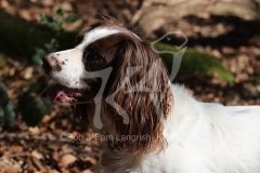 Spaniel - English Springer