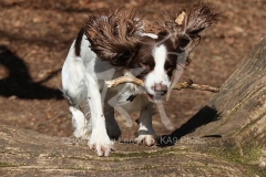Spaniel - English Springer