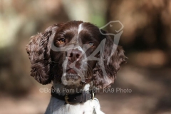 Spaniel - English Springer
