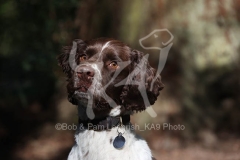 Spaniel - English Springer