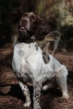 Spaniel - English Springer