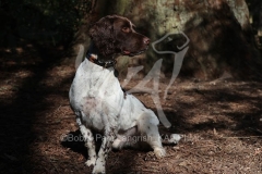 Spaniel - English Springer
