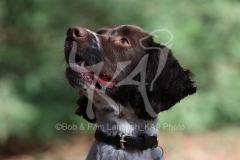 Spaniel - English Springer
