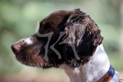 Spaniel - English Springer