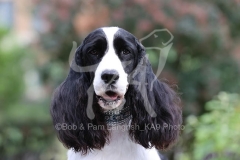 Spaniel - English Springer