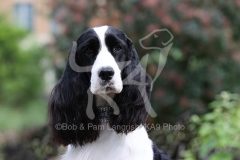 Spaniel - English Springer