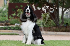 Spaniel - English Springer