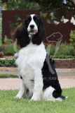 Spaniel - English Springer