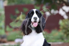 Spaniel - English Springer