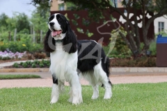 Spaniel - English Springer
