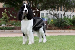 Spaniel - English Springer