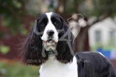 Spaniel - English Springer